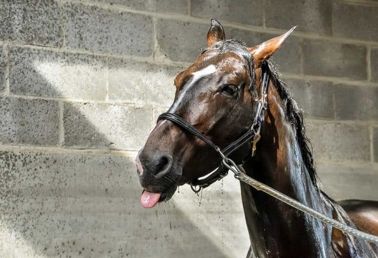 Faciliter la reprise du travail à cheval !